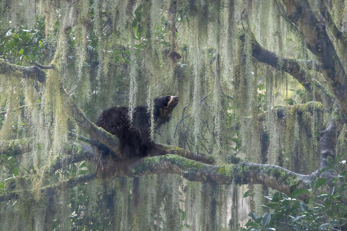 Bear resting on a moss-covered tree branch, showcasing a winning entry from the 2024 inFocus photography contest.