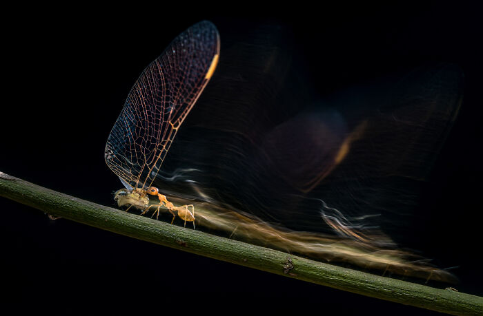 Insect balancing on a twig, captured in a stunning photo from the 2024 Nature inFocus Photography Contest.
