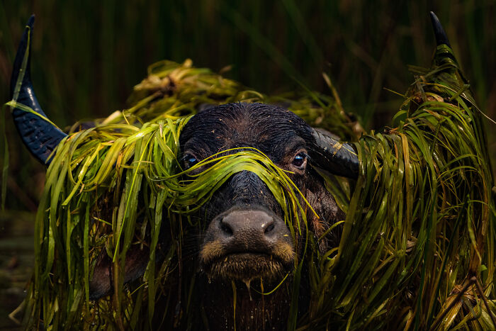 Buffalo submerged in water with green plants on its horns, from 2024 Nature Photography Contest.