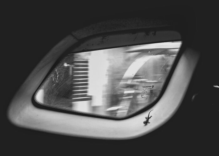 Black and white photo from the 2024 Nature "inFocus" contest, featuring a lizard on a window.
