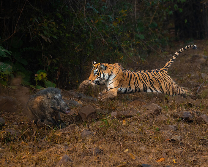 Tiger in mid-leap chasing a wild boar in dense forest, showcasing dramatic nature photography action.