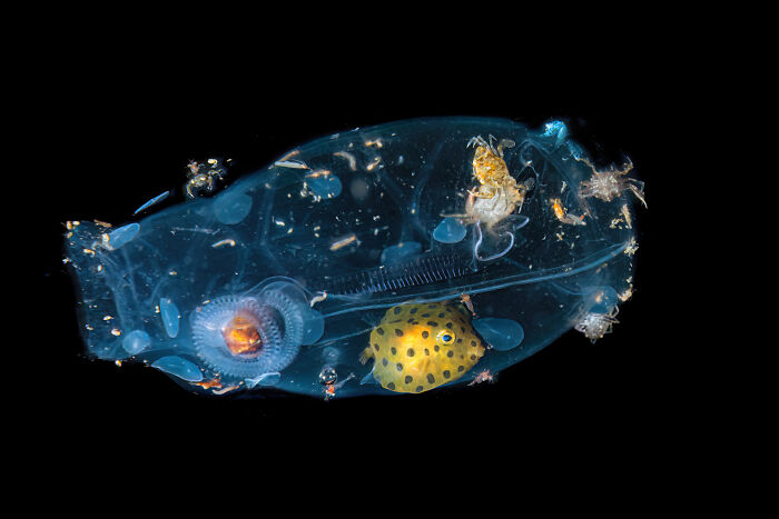 Underwater creatures in focus from 2024 Nature Photography Contest, featuring vibrant marine life against a black background.