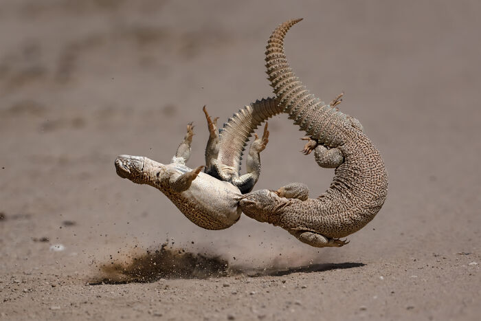 Two lizards in dynamic motion on a sandy surface, showcasing nature photography excellence.