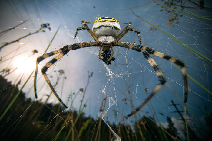 Close-up of a spider in its web, showcasing intricate details from the 2024 Nature "inFocus" Photography Contest.
