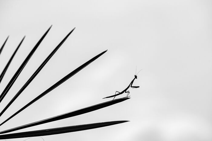 Praying mantis on a leaf, silhouetted against the sky, representing nature photography contest entries.