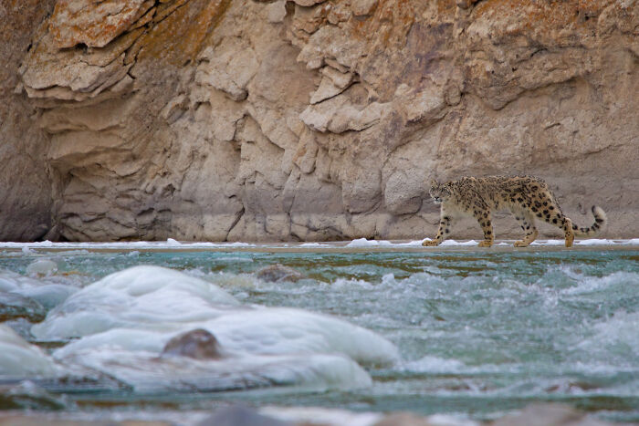 Snow leopard walking beside a river, stunning nature photography showcasing wildlife and rugged landscape.