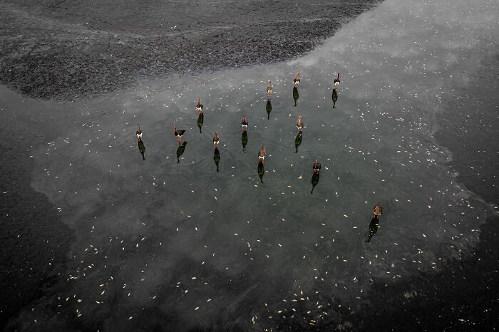 Birds wading in shallow water, part of the 2024 Nature inFocus Photography Contest impressive images collection.