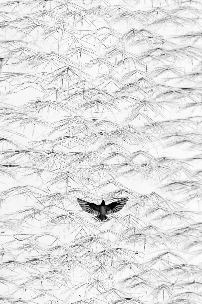 A bird in flight against a backdrop of ice patterns, showcasing nature photography from the 2024 "inFocus" contest.