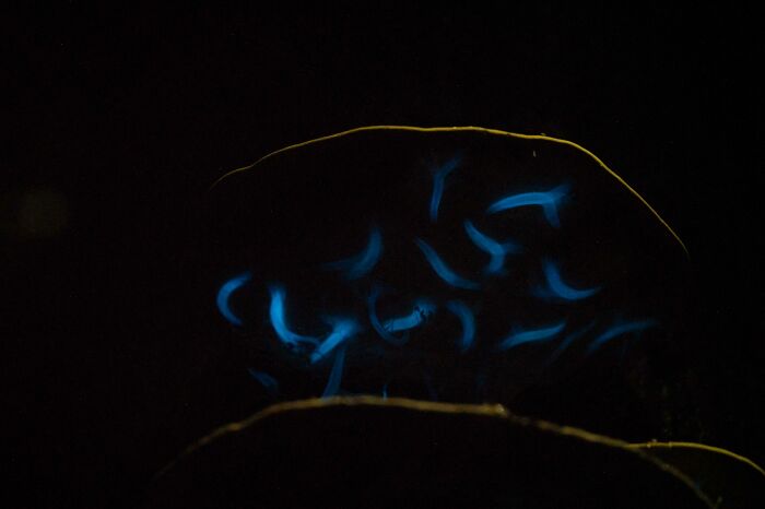Bioluminescent fungi glowing in the dark, captured in the 2024 Nature Photography Contest.