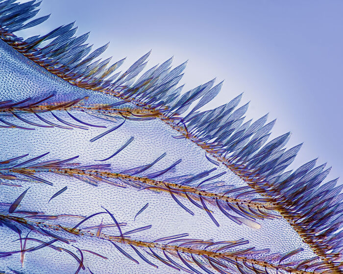Close-up of delicate blue and purple structures from the 2024 Nature "inFocus" photography contest.