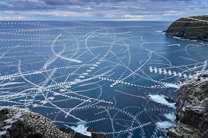 Ocean view with intricate bird patterns, showcasing impressive nature photography.