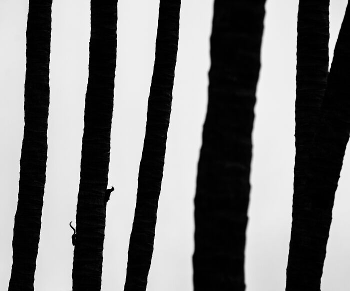 Silhouetted lizard climbing tree trunks, capturing nature's beauty in a striking black and white image.