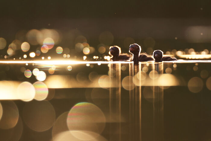 Ducklings on water with golden bokeh, captured for the 2024 Nature "inFocus" photography contest.