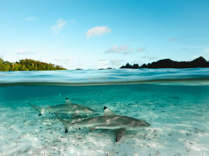 Underwater photo of two sharks swimming near the ocean floor, showcasing impressive nature photography.