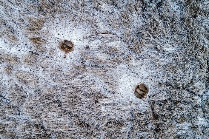 Aerial view of two animals in snowy field, showcasing stunning nature photography from the 2024 "inFocus" contest.