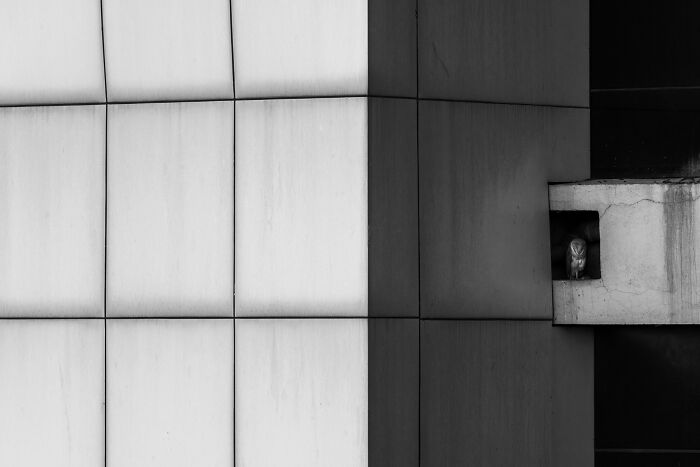 Monochrome photo of a building facade with an owl perched in a small alcove, showcasing striking patterns from nature.