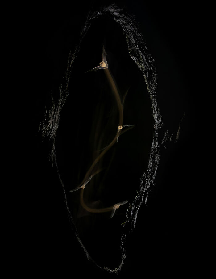 Bats captured in striking motion against a dark cave background from the 2024 "inFocus" nature photography contest.