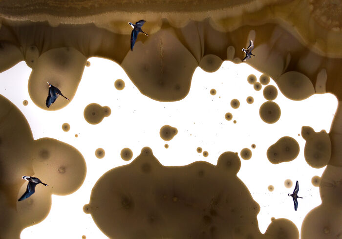 Birds flying over abstract patterns, showcasing impressive nature photography.
