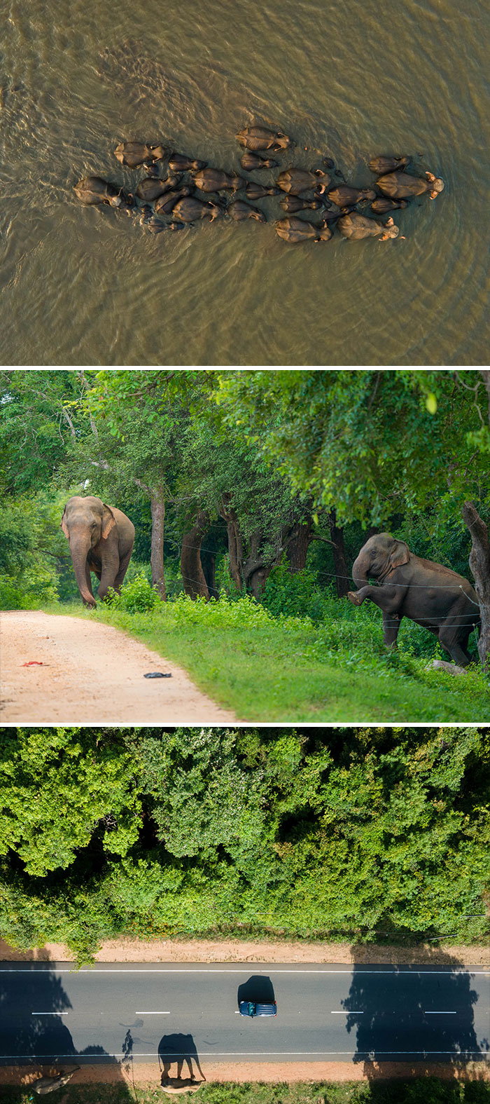 Elephants crossing river, walking in forest, and shadowed on road from the 2024 Nature "inFocus" Photography Contest.
