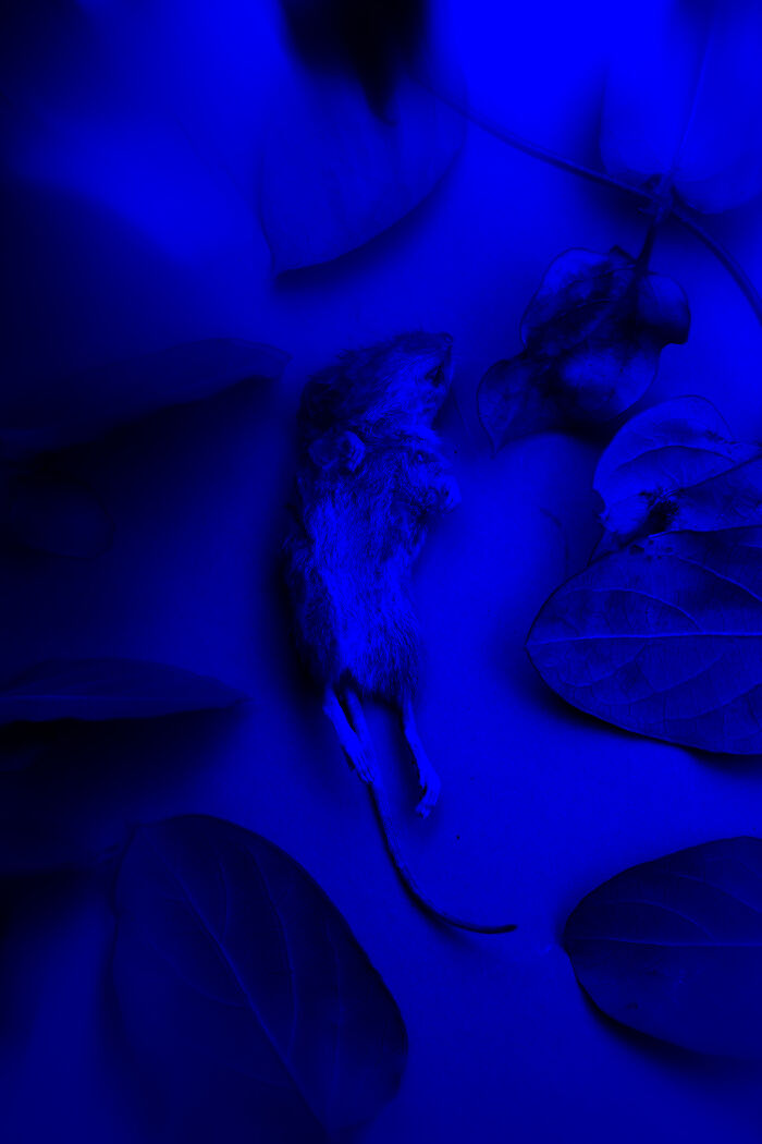 White Knight (24th Of October 2024 20:35)