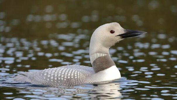 White-Loon-2-67c10708cd70c.jpg