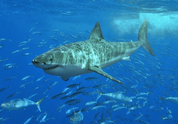 Great white shark swimming with fish, highlighting largest underwater creatures.