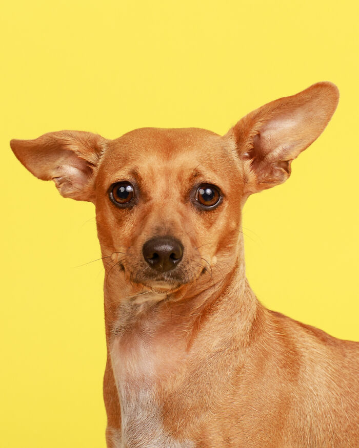 Dobbie Is Free Dobbie Is Free