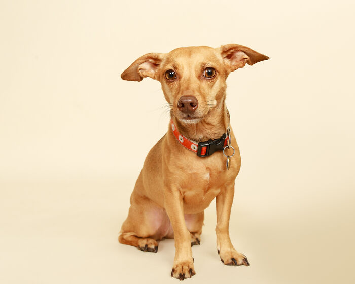 Dobbie Is Actually A Dog! Mystery Solved