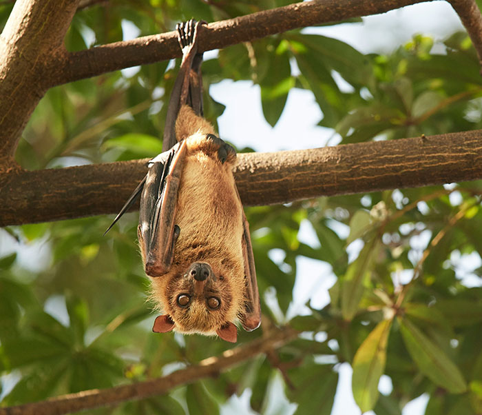 Bat hanging on tree branch, possibly linked to unknown illness outbreak. Bat hanging on tree branch, possibly linked to unknown illness outbreak.