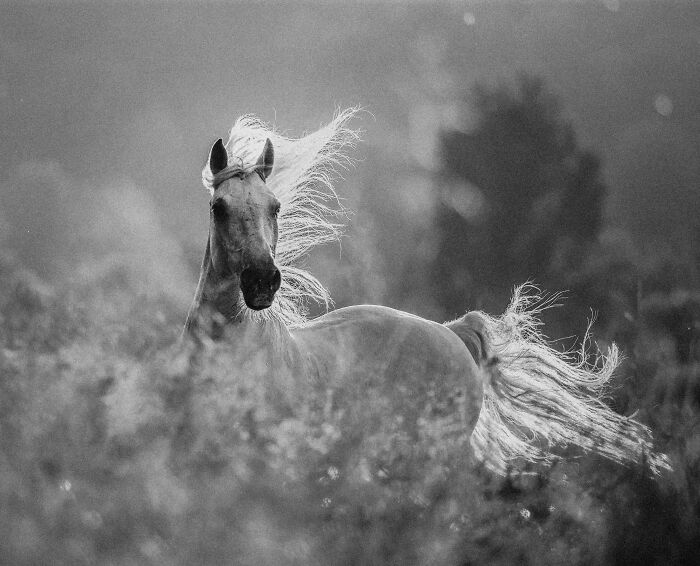 "Angel" By Elżbieta Augustyn