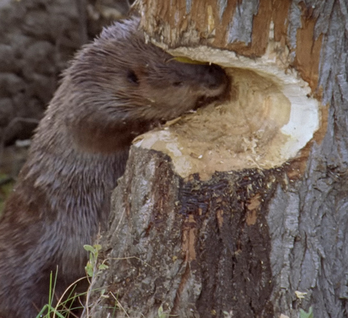 Beaver chewing tree bark, showcasing natural construction skills. Beaver chewing tree bark, showcasing natural construction skills.