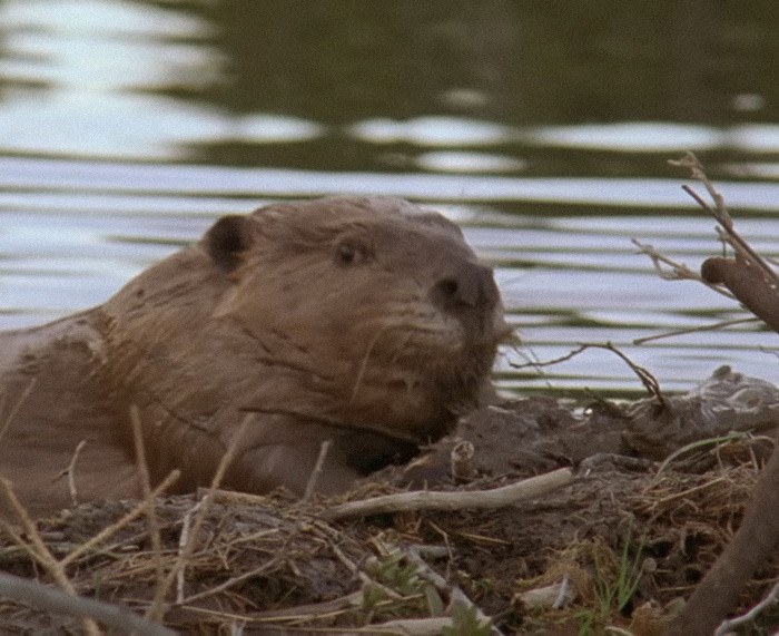 Beaver in water near a completed dam project, showcasing natural construction skills. Beaver in water near a completed dam project, showcasing natural construction skills.