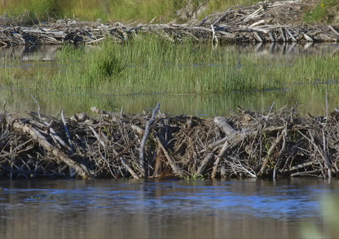 Beavers' dam in a wetland, showcasing impressive construction skills with sticks and branches. Beavers' dam in a wetland, showcasing impressive construction skills with sticks and branches.