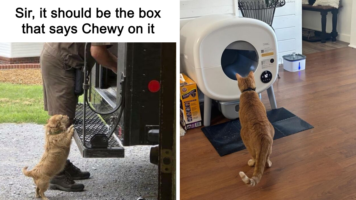 25 Genius Pet Gadgets That’ll Make Other Pet Parents Jealous