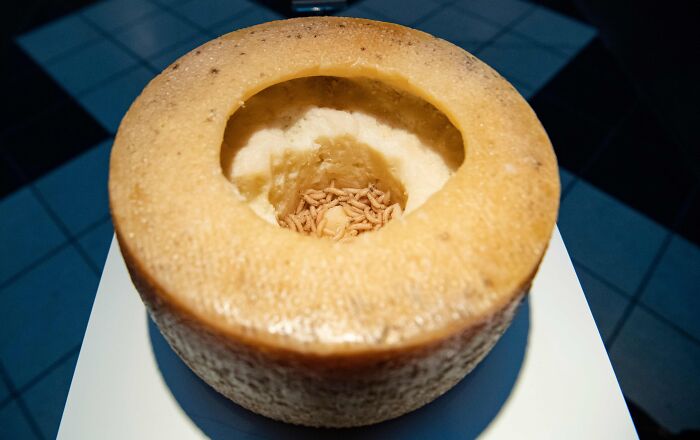 Sardinian cheese with maggots inside, displayed on a white surface, highlighting its unique and forbidden nature. Sardinian cheese with maggots inside, displayed on a white surface, highlighting its unique and forbidden nature.