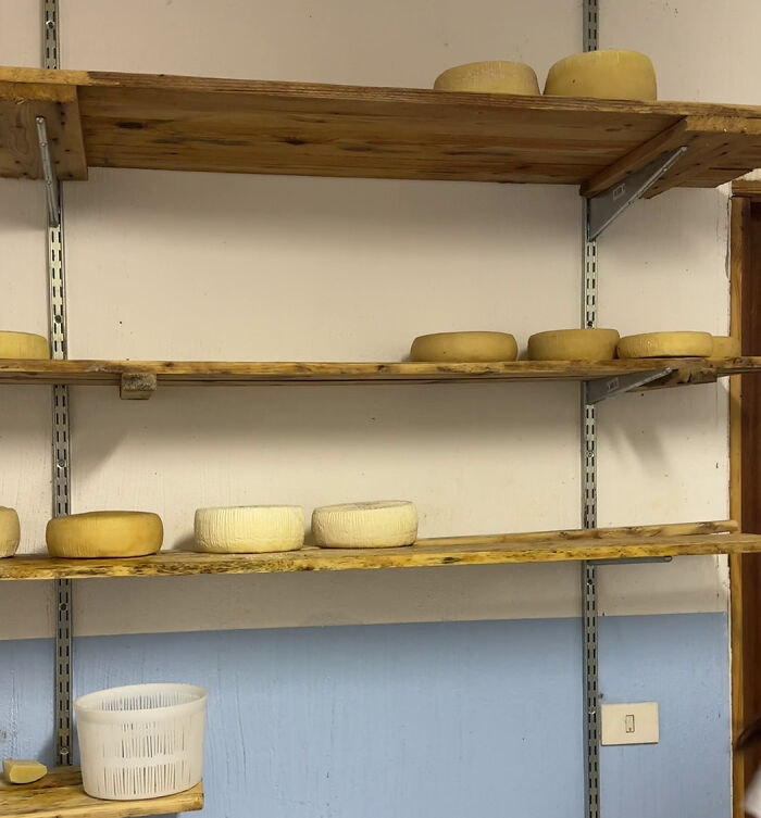 Sardinian cheese rounds aging on wooden shelves against a pale blue wall. Sardinian cheese rounds aging on wooden shelves against a pale blue wall.