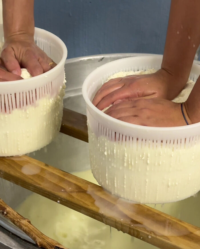 Hands pressing Sardinian cheese curds into molds, showcasing traditional cheese-making techniques. Hands pressing Sardinian cheese curds into molds, showcasing traditional cheese-making techniques.