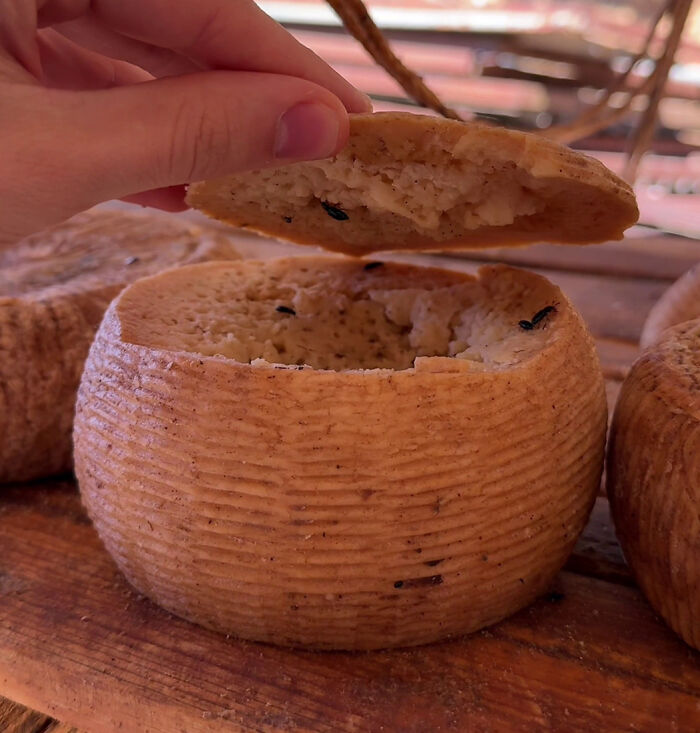 Hand lifting the top of a Sardinian cheese wheel, exposing the interior with live flies, conveying the unique and forbidden nature. Hand lifting the top of a Sardinian cheese wheel, exposing the interior with live flies, conveying the unique and forbidden nature.