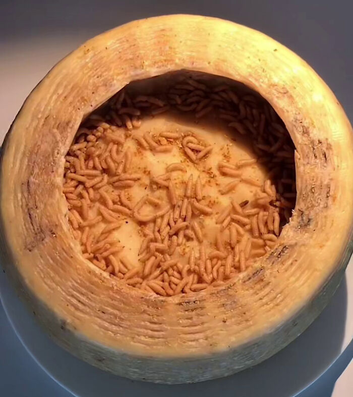 Sardinian cheese with live larvae inside, highlighting its unique and forbidden culinary aspect. Sardinian cheese with live larvae inside, highlighting its unique and forbidden culinary aspect.