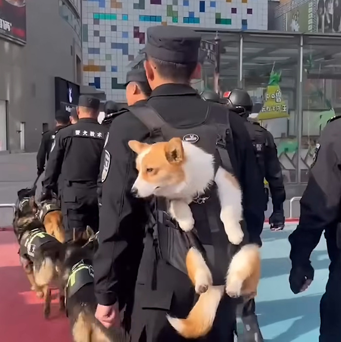 Police officers walking with a Corgi dog in a harness, highlighting controversy over police dog treatment. Police officers walking with a Corgi dog in a harness, highlighting controversy over police dog treatment.