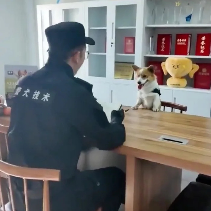 Police officer facing a corgi police dog sitting at a table, with shelves in the background. Police officer facing a corgi police dog sitting at a table, with shelves in the background.