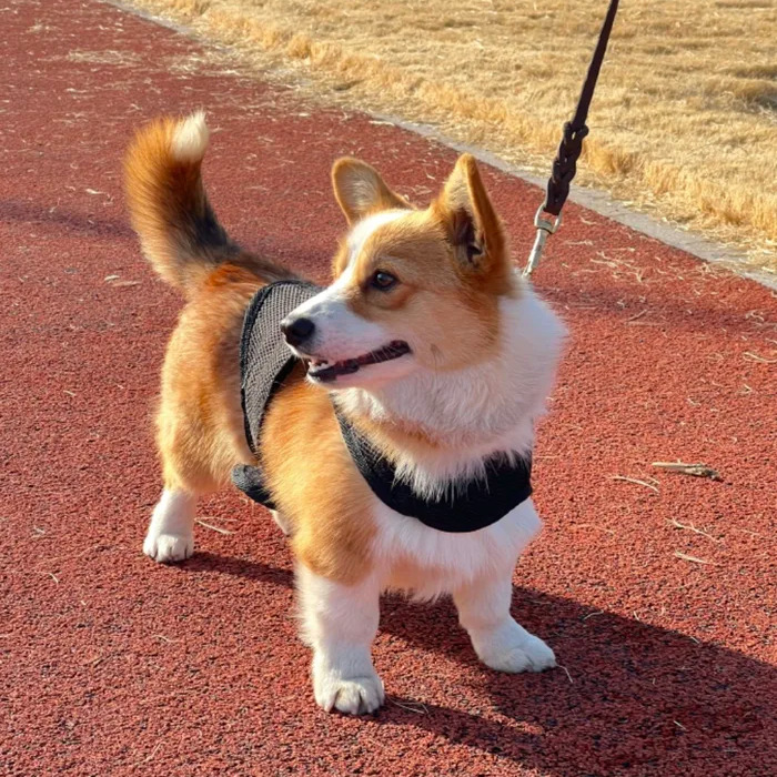 Corgi police dog on a leash standing on a track, wearing a harness. Corgi police dog on a leash standing on a track, wearing a harness.
