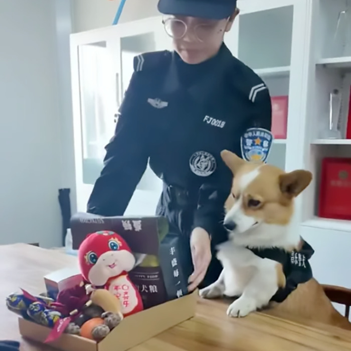 Corgi police dog at a desk with an officer, surrounded by toys and snacks, involved in a sleeping duty controversy. Corgi police dog at a desk with an officer, surrounded by toys and snacks, involved in a sleeping duty controversy.
