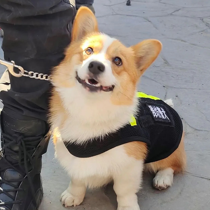 Corgi police dog on a leash, wearing a vest, looking up at its handler. Corgi police dog on a leash, wearing a vest, looking up at its handler.