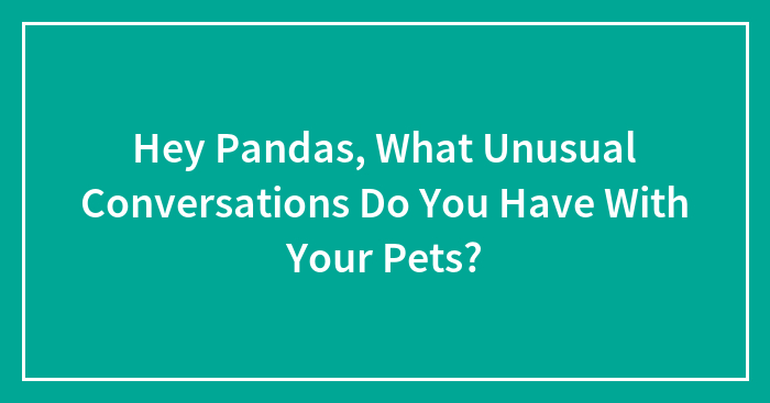 Hey Pandas, What Unusual Conversations Do You Have With Your Pets?