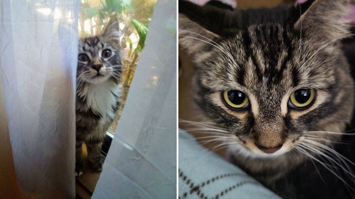 I Rescued This Little Guy From Being Stuck In A Motor