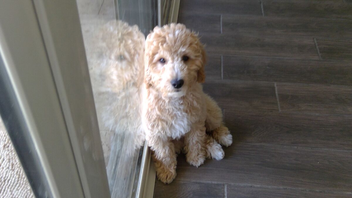 Hey Pandas, Please Try To Draw My Dog