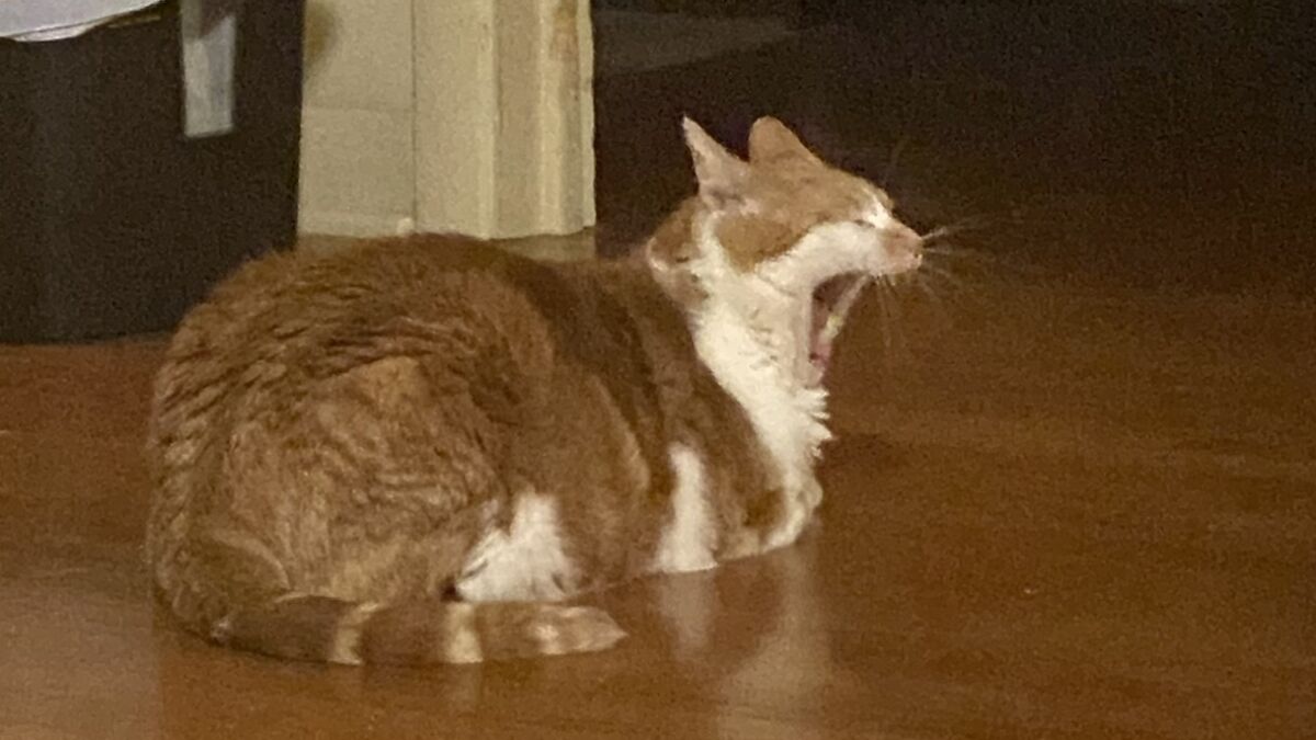 Hey Pandas, Please Post The Weirdest Pic Of Your Cat