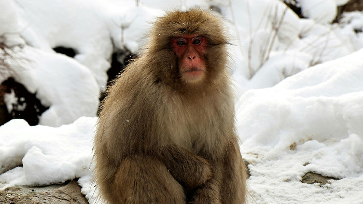 Scientists Baffled After Japanese Macaques Are Observed Teaching Each Other To Mate With Deer