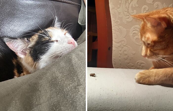 Hey Pandas, Post The Derpiest And Goofiest Picture Of Your Pet (Closed)